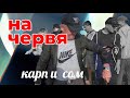 Сом и карп на червя