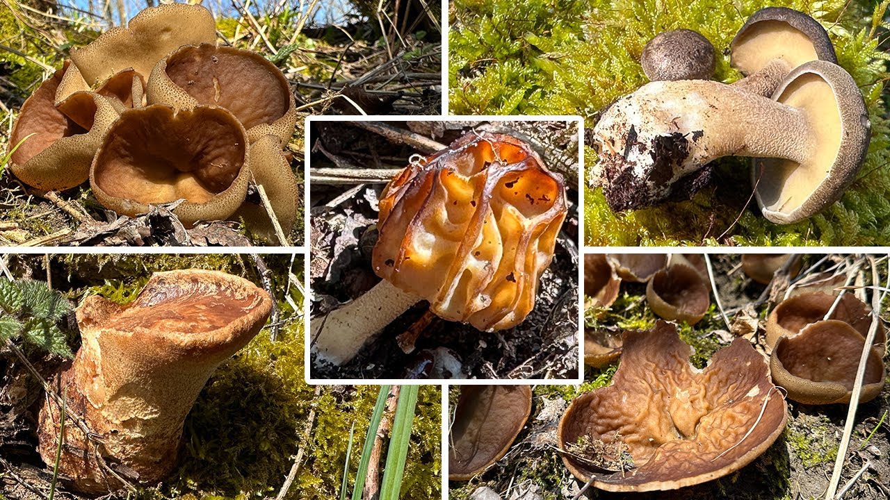 Wegesrand-Glücksfund & Morchelbecherlinge | Auwaldrunde im April | 10.04.2023 | Morchliges, Porlinge