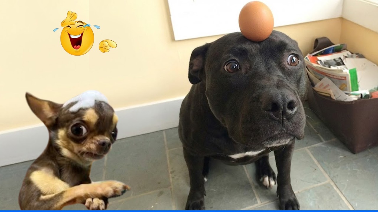You Will Die Laughing At These Dog 😹🐶The Funniest dog Moments ...