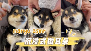 曼玉Manyu沉浸式掏耳朵Asmr #柴犬 #豆柴 #抖音 #柴犬可愛い