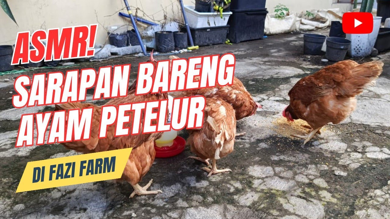 ASMR ayam petelur sarapan di pagi hari