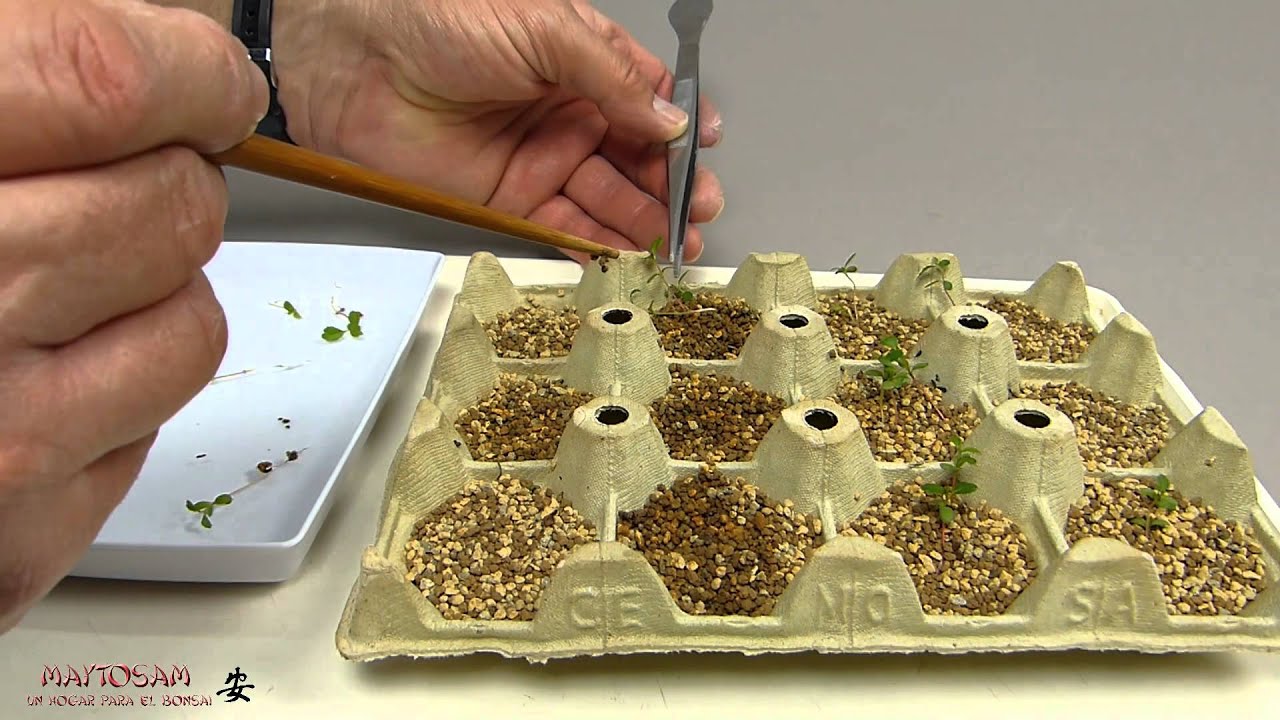 ESTRATIFICACIÓN EN FRIÓ