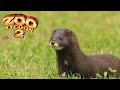 European Mink Exhibit Speed Build - Zoo Tycoon 2