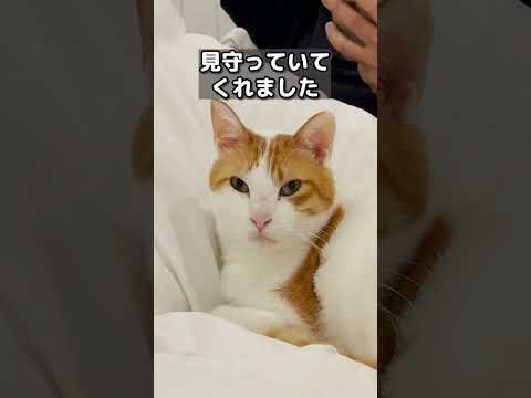 【甘えんぼ猫】パパの高熱が下がらず心配する猫がコチラ#shorts