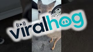 Adorable Deer Sure is Friendly || ViralHog