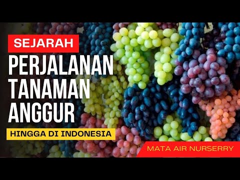 Video: Informasi Perjalanan Kawasan Anggur Austria