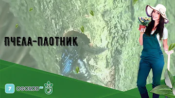 Пчела-плотник