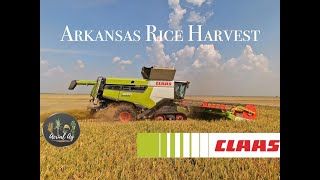 Claas 8700 Lexion Harvesting Arkansas Rice