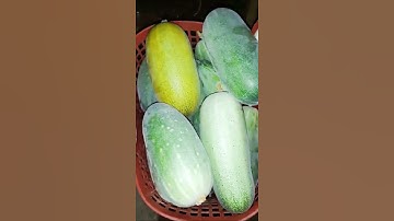 Dưa Leo (Dưa Nước) Siêu to, Siêu khổng lồ | Nông Nghiệp Tây Nguyên #short