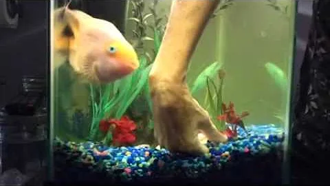 Blood Parrot Cichlids