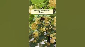 This Is A linden Tree 🐝