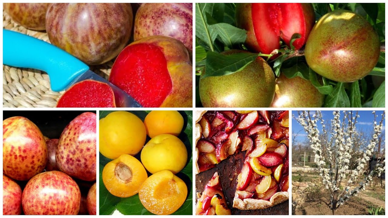 Плуоты - «сливовые абрикосы»