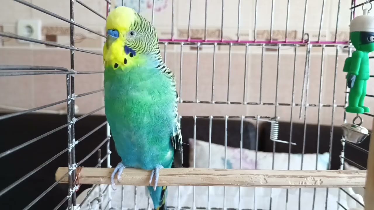 15 Gün Dinlet Konuştur - Muhabbet kuşu Konuşturma Eğitimi | muhabbet kuşu konuşması