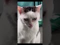ketika lihat beranda video di Shopee #cat #kucing #music #eminem #shortvideo #shorts