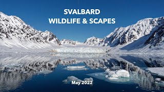 Polar Bear Safari in Svalbard, May '22