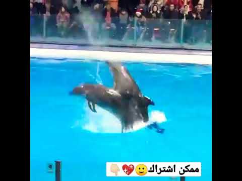سمك الدلفين يلعبون مع المدرب