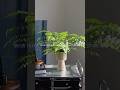 Artificial greenery plants #artificial #fakeplants #event #homeplants #artificialplants
