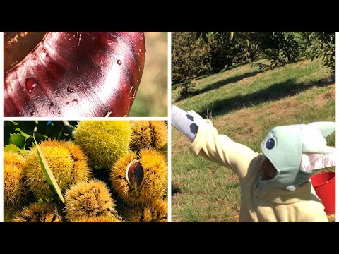 Video: Quando raccogliere le castagne malabar?