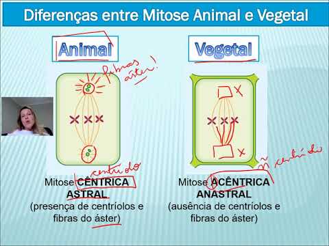 Vídeo: Diferença Entre Mitose Animal E Vegetal