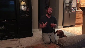 Using Counterconditioning to Stop Harper From Lunging at Dancing Kids