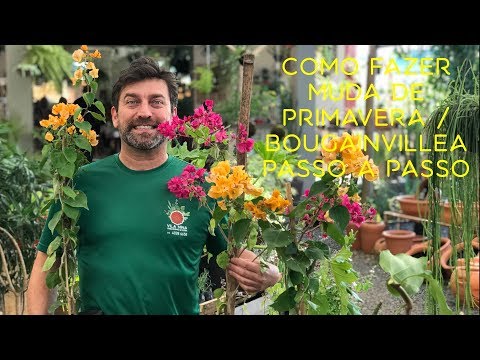 Vídeo: Flores do início da primavera: plante flores da primavera no jardim