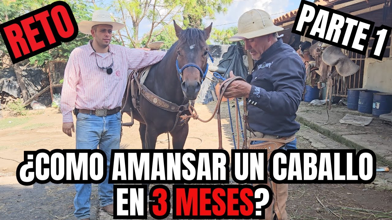 ¿Como AMANSAR un CABALLO en 3 MESES? | De BRUTO a ENFRENADO, DOCIL Y LAZANDO | RancheandoAndo