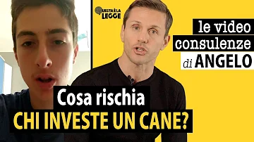 Cosa succede se investo un cane?