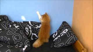 Cat Dancing To Lady Gaga Americano Like In Puss In Boots