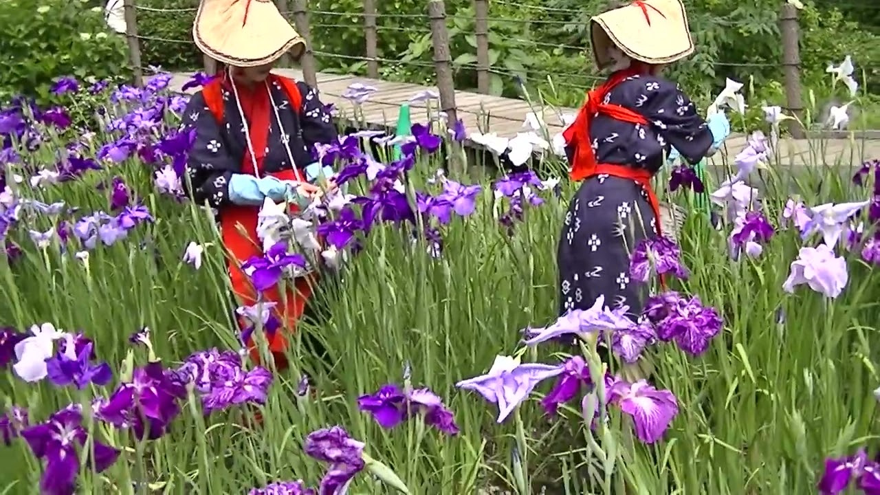 大好き二宮町 せせらぎ公園のハナショウブの花がら摘みに行ってみた Seaon1 1話 17年6月 Youtube