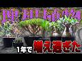 【レア植物】1年かけて集めまくった塊根植物が増えすぎて大変なことになりました