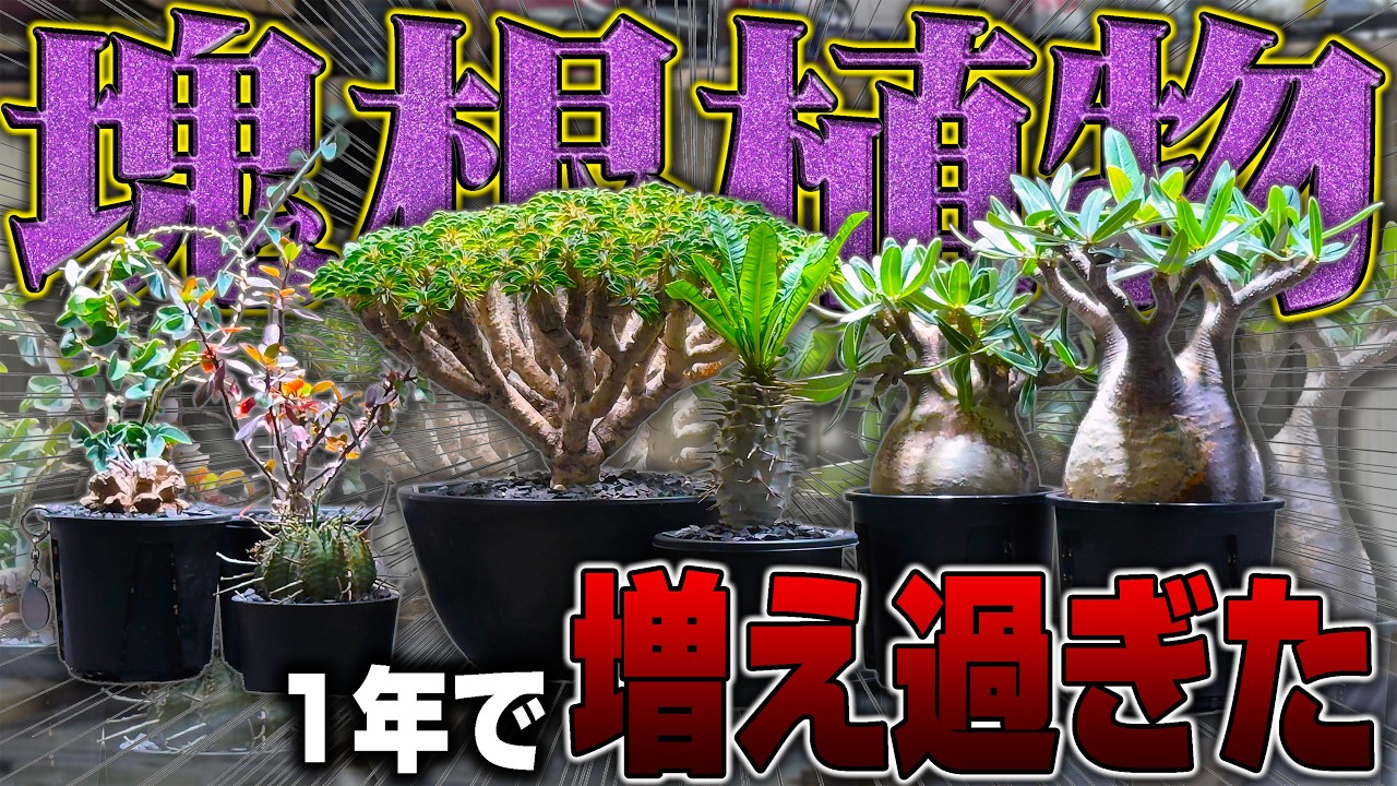 【レア植物】1年かけて集めまくった塊根植物が増えすぎて大変なことになりました