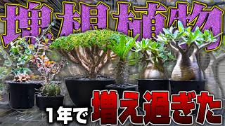 【レア植物】1年かけて集めまくった塊根植物が増えすぎて大変なことになりました