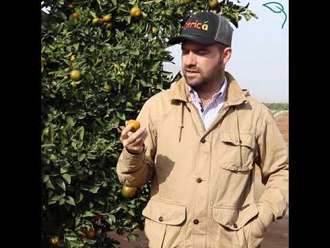 Wideo: Pęknięte skórki cytrusów – co powoduje pękanie pomarańczy na drzewie pomarańczowym