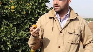 What causes citrus splitting?