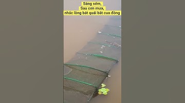 Sáng Sớm Sau Cơn Mưa, Nhấc Lồng Bát Quái Bắt Cua Đồng | Kết Quả Bất Ngờ #shorts #fishingnet