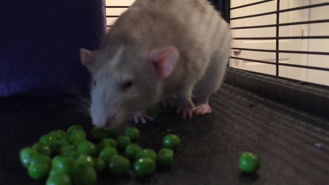Rats Eating Peas to Classical Music YouTube