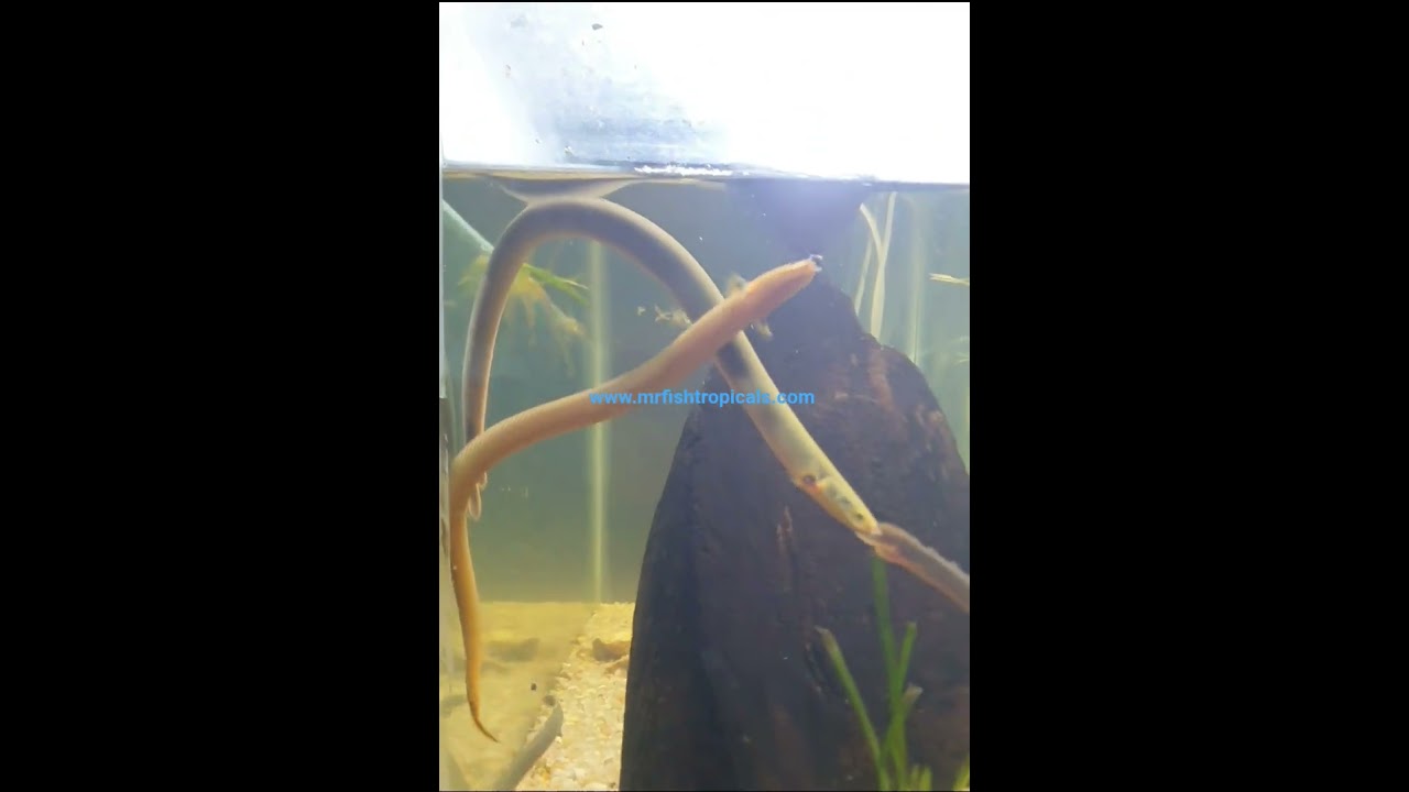 Snake Eel Fish