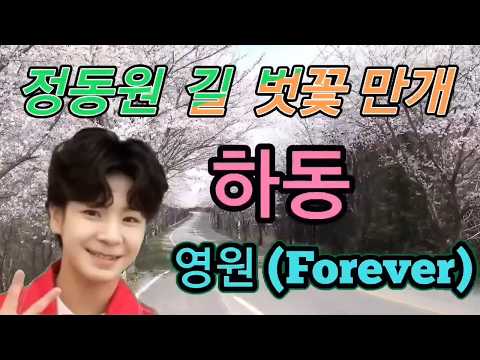 정동원 길 벚꽃만개 손앙드레 <strong>번개방송</strong> 2026.3.31