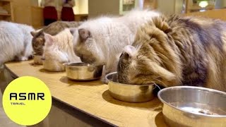 Посещение одного из САМЫХ БОЛЬШИХ кошачьих кафе в Японии.🩷🐈 | CAT CAFE MOCHA | Tokyo | Japan vlog