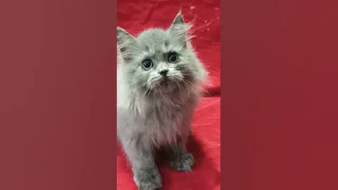 Video 1406731: quality persian kittens, doll face male kitten, haired kitten