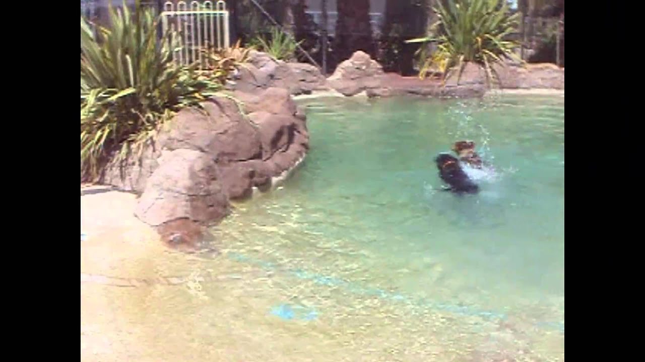 Kepala Pet Resort YouTube