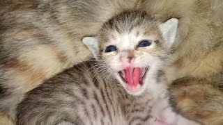 Angry Kitten turns into the cutest Fluffy Kitty, POOR KITTEN Nursed by Foster MOM CAT