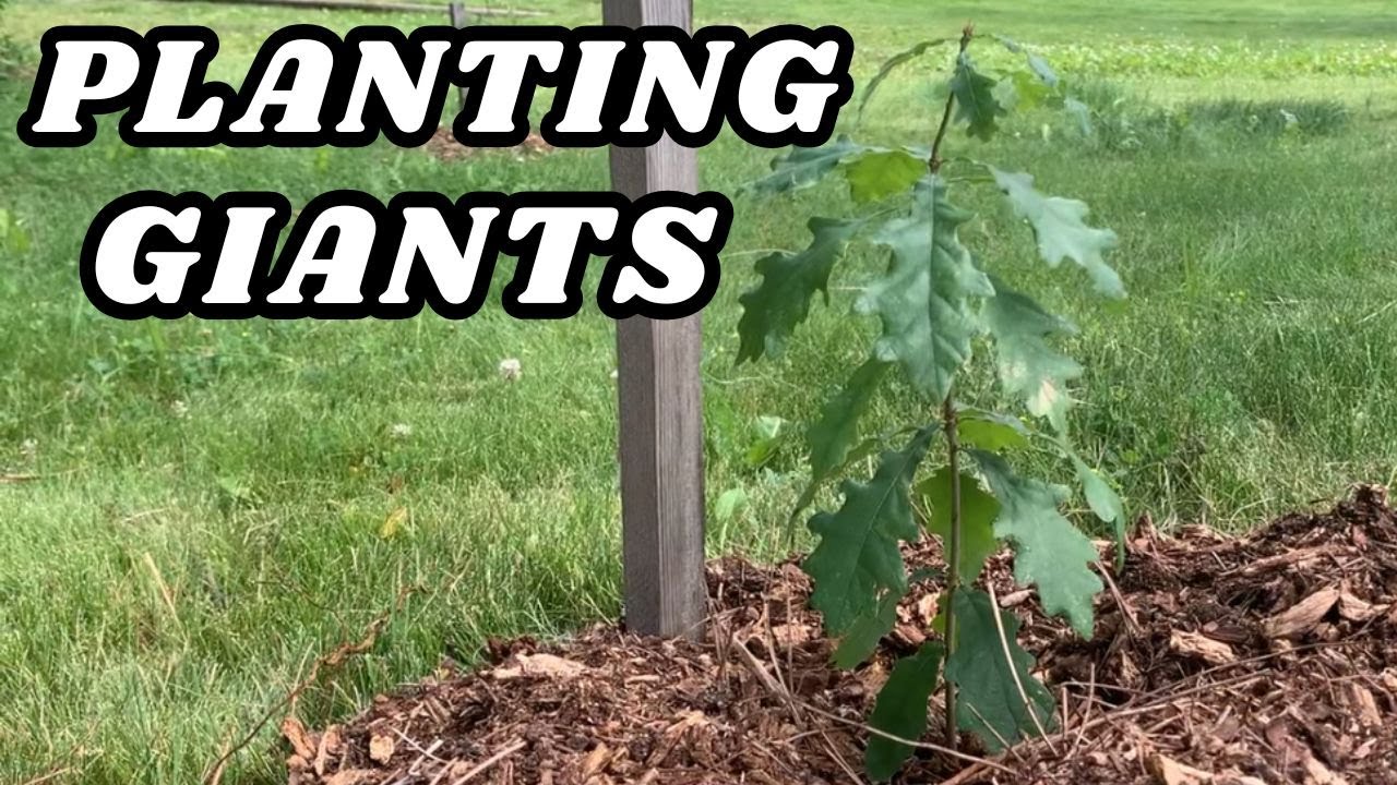 Planting Oaks, Giant Sequoia and Other Amazing Trees (From seed)!