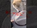 通りすがりの犬は帽子を...な日常#dog#いぬ#柴犬#犬