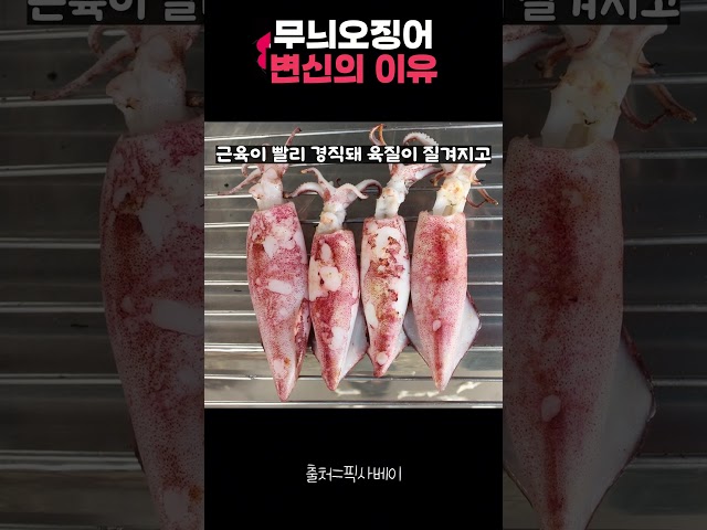 무늬오징어 변신의 이유