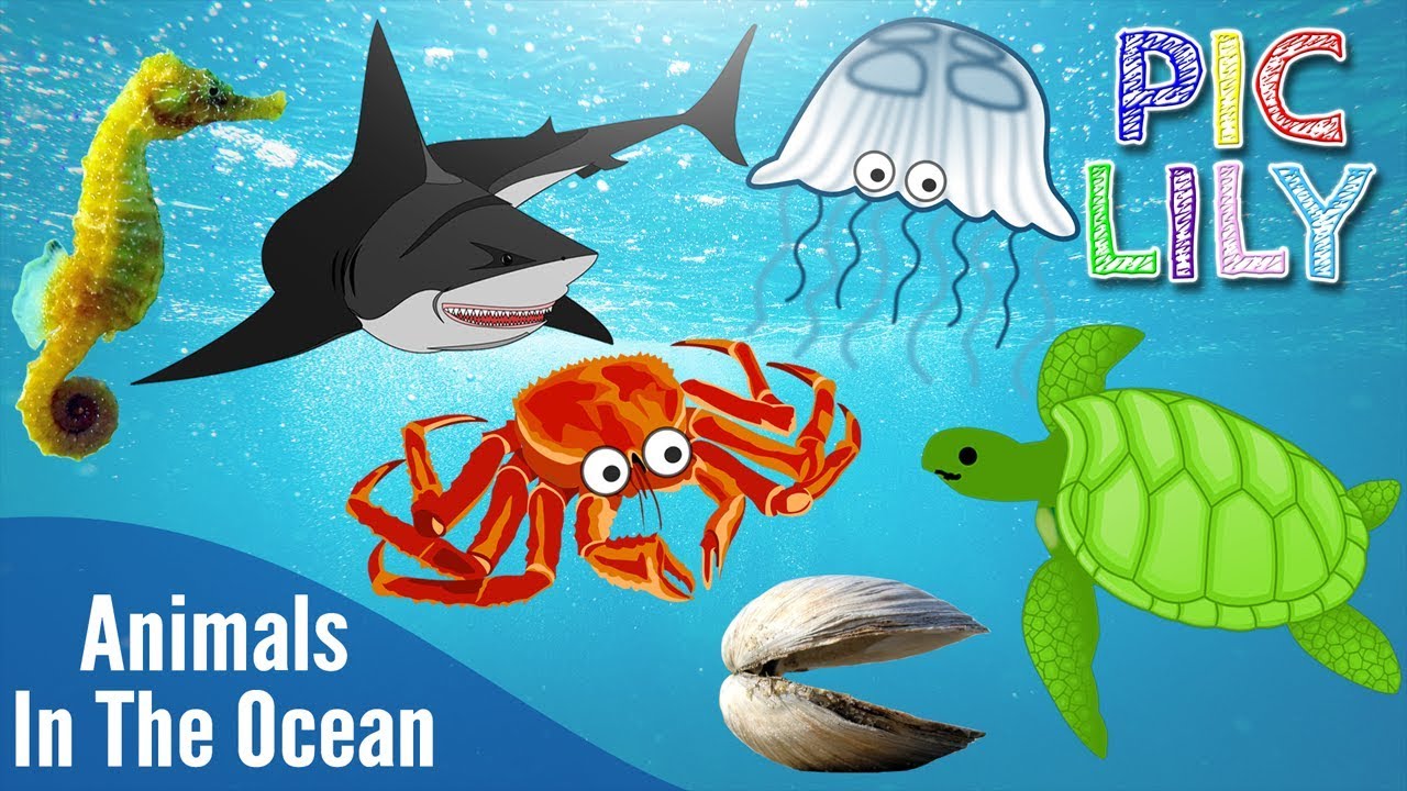 Learn English with Animals In The Ocean by The Kiboomers | Sea Animals |  Picture Lyrics - YouTube