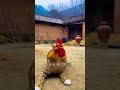 এটা আবার কি আজব প্রাণী #facts #funnyvideos #shortvideo #funny #comedyvideos #viral #comedy