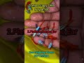 Combo Guppy Offer 5Type 500//Free Shipping+Free Plants 🍀🍀