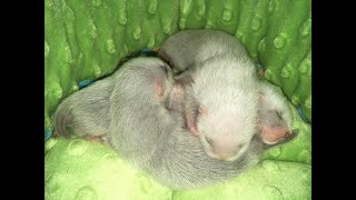Why I Chose to Get my Ferret from a Breeder