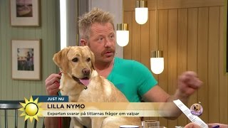 Så lär du valpen att bli rumsren  Nyhetsmorgon (TV4)